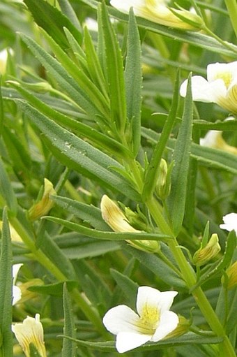 Gratiola officinalis