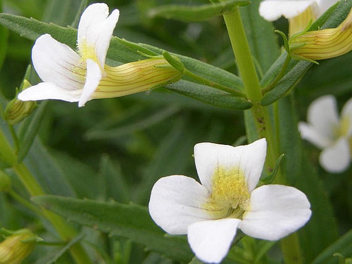 Gratiola officinalis