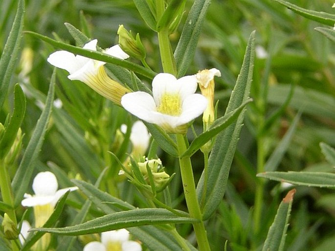 GRATIOLA OFFICINALIS L. – konitrud lékařský / graciola lekárska