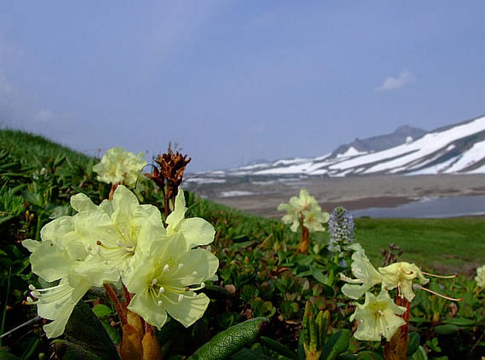 Rhododendron