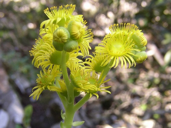 Greenovia aurea