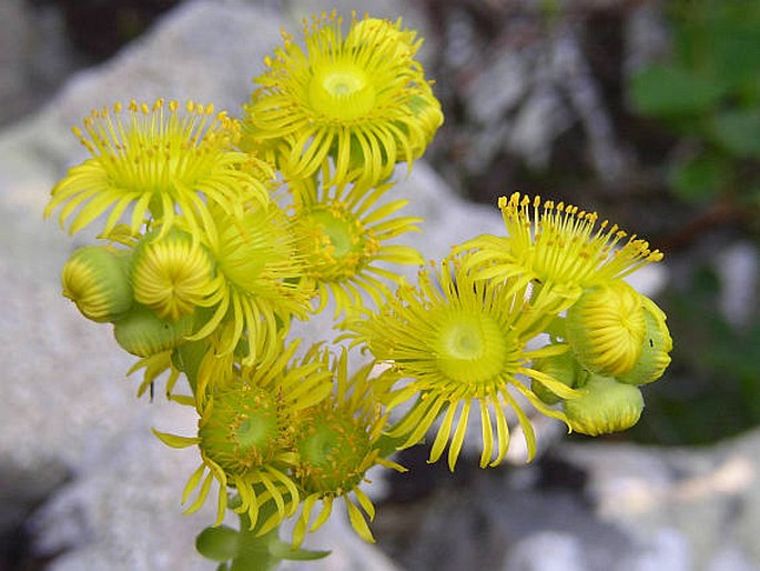 GREENOVIA AUREA (C. Sm. ex Hornem.) Webb et Berthel.