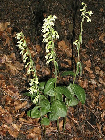 Epipactis greuteri