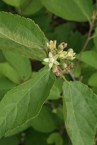 Grewia biloba var. parviflora