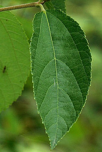 Grewia biloba var. parviflora