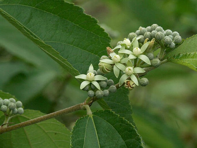 Grewia biloba var. parviflora