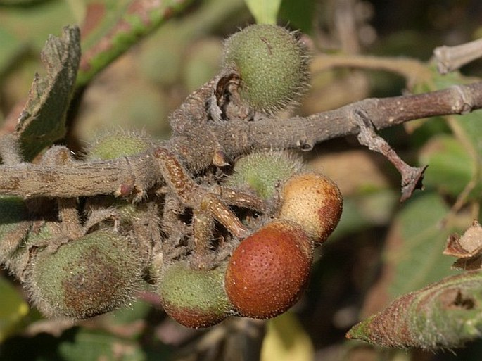 GREWIA VILLOSA Willd. – blahokamýk