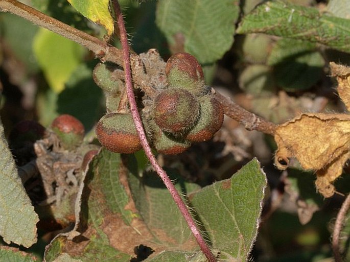 Grewia villosa