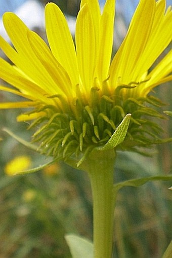 Grindelia integrifolia