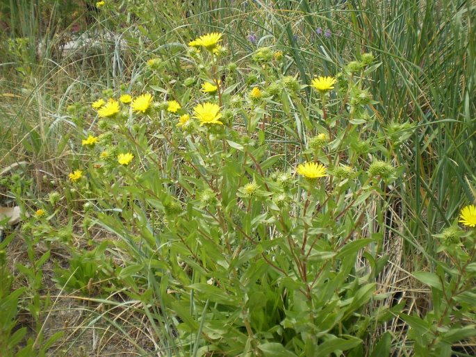 Grindelia integrifolia