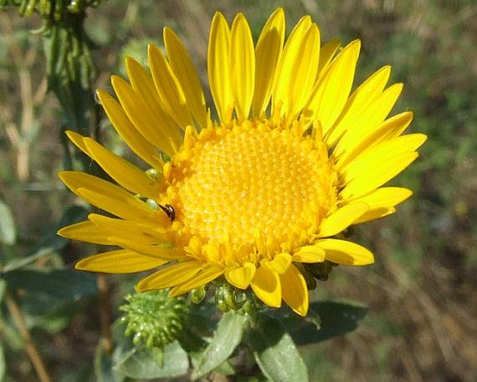 Grindelia squarrosa