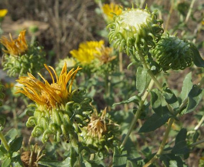 Grindelia squarrosa