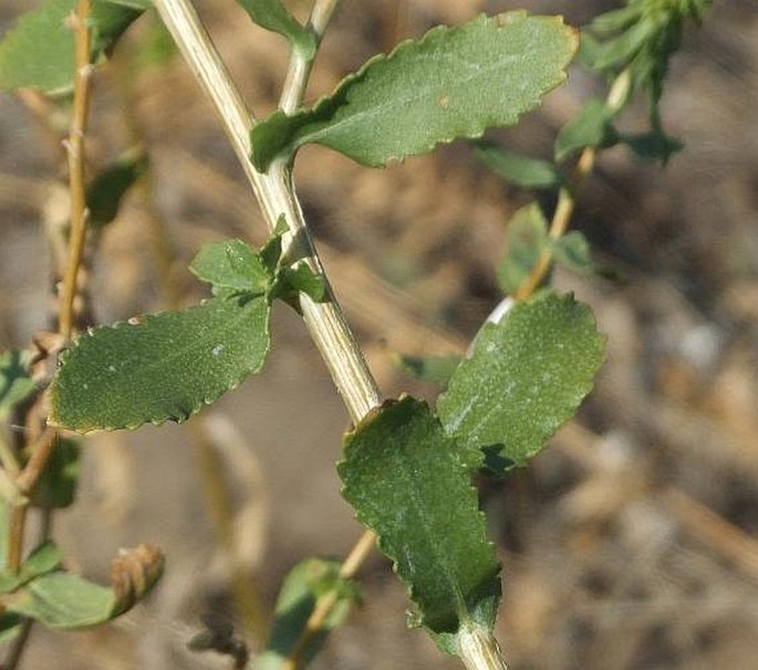 Grindelia squarrosa