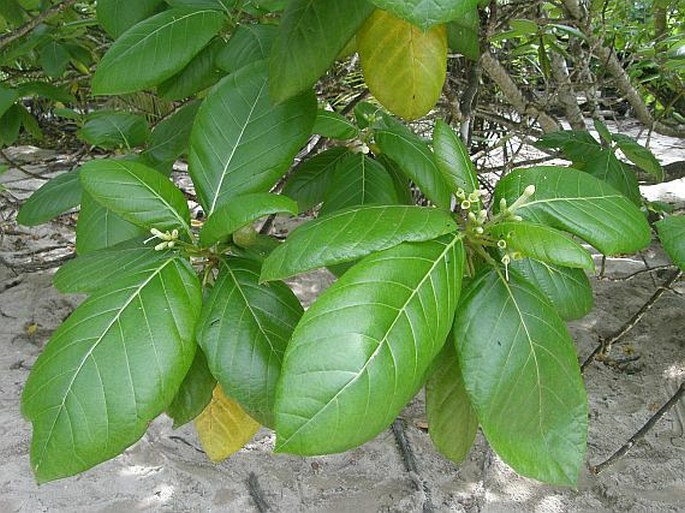 Guettarda speciosa