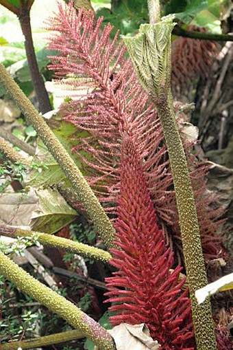 Gunnera insignis