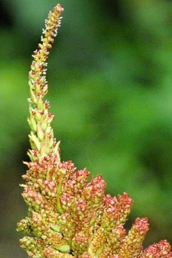 Gunnera insignis