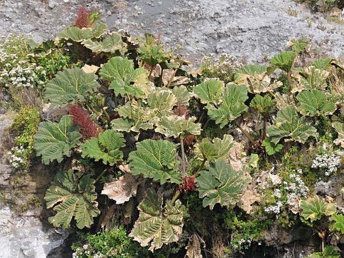 Gunnera insignis