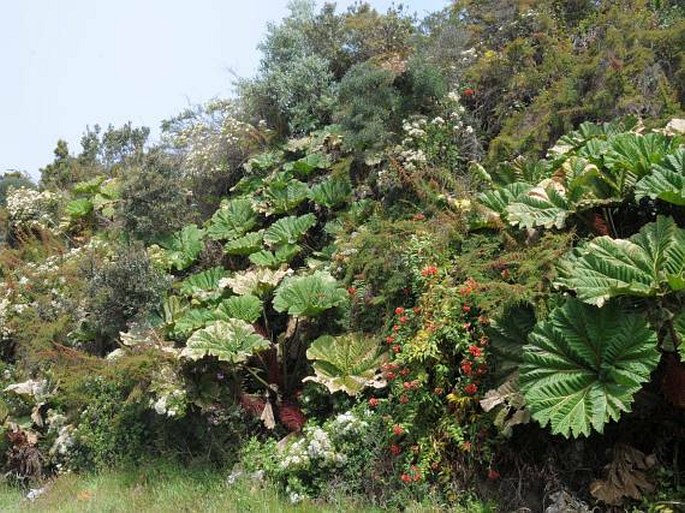 Gunnera insignis