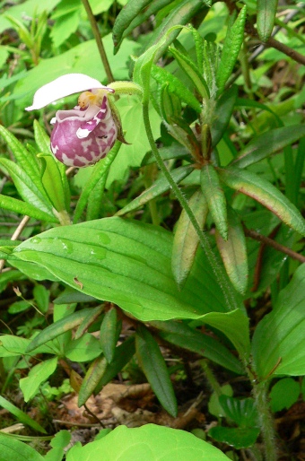 Cypripedium guttatum