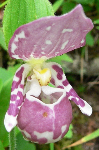 Cypripedium guttatum