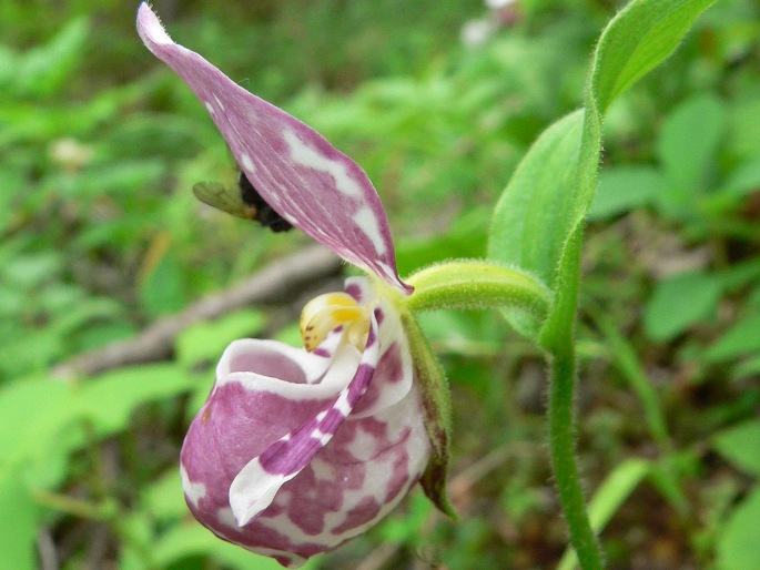 Cypripedium guttatum