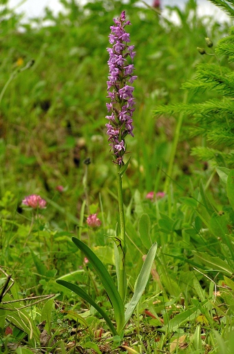 Gymnadenia conopsea subsp. montana