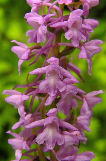 Gymnadenia conopsea subsp. montana