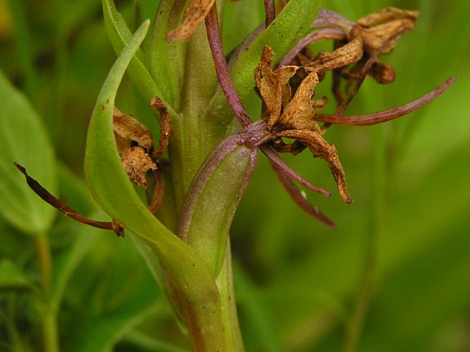 Gymnadenia conopsea subsp. montana