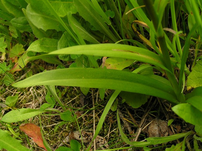 Gymnadenia conopsea subsp. montana