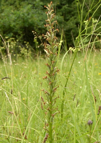 Gymnadenia conopsea conopsea