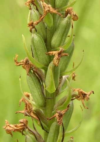 Gymnadenia conopsea conopsea