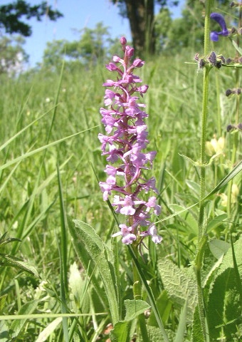 Gymnadenia conopsea conopsea