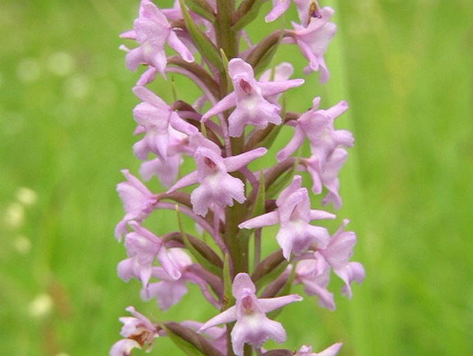 GYMNADENIA CONOPSEA (L.) R. Brown. subsp. CONOPSEA – pětiprstka žežulník pravá / päťprstnica obyčajná