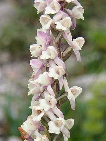 Gymnadenia odoratissima