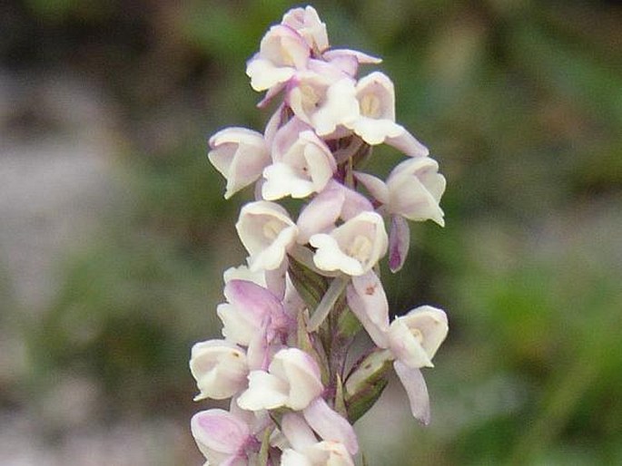 GYMNADENIA ODORATISSIMA (L.) Rich. – pětiprstka vonná / päťprstnica voňavá