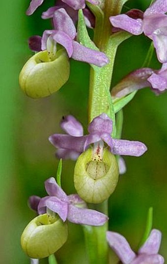 Gymnadopedium aprilensis