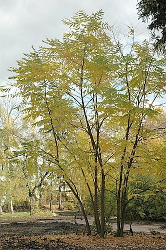 Gymnocladus dioica