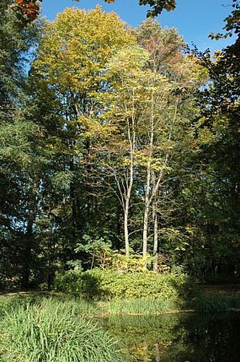 Gymnocladus dioica