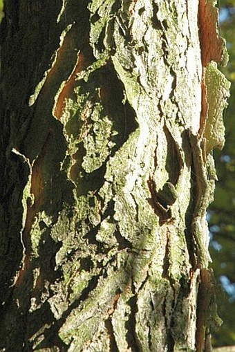 Gymnocladus dioica