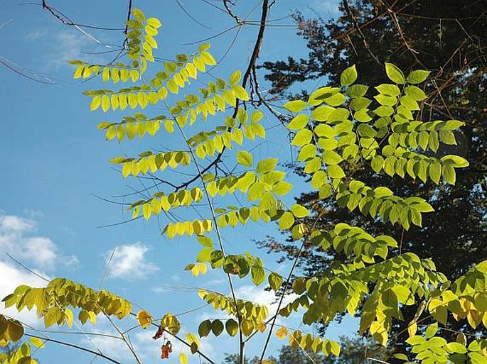 GYMNOCLADUS DIOICA (L.) K. Koch – nahovětvec dvoudomý / beztŕňovec dvojdomý