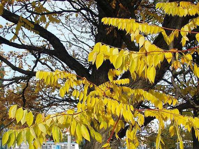 Gymnocladus dioica