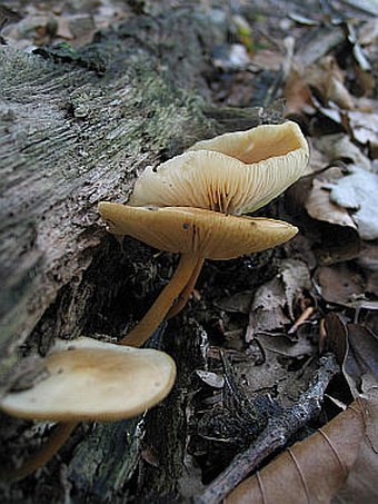 Gymnopus dryophilus