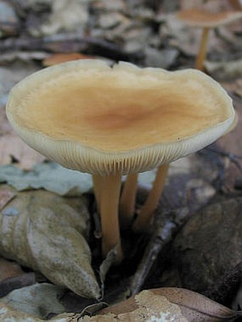 Gymnopus dryophilus