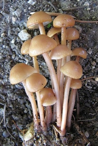 Gymnopus confluens