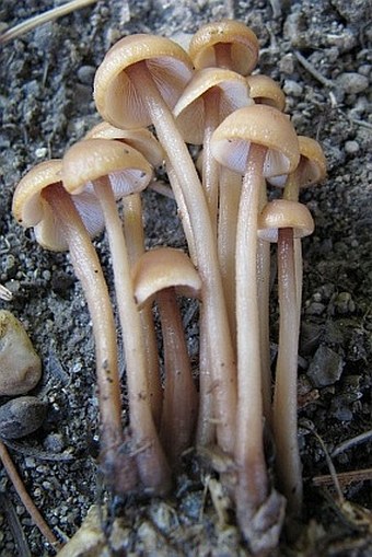 Gymnopus confluens