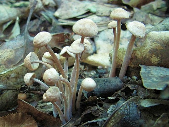 Gymnopus confluens