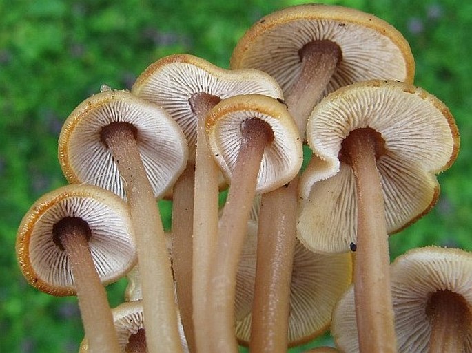 Gymnopus confluens