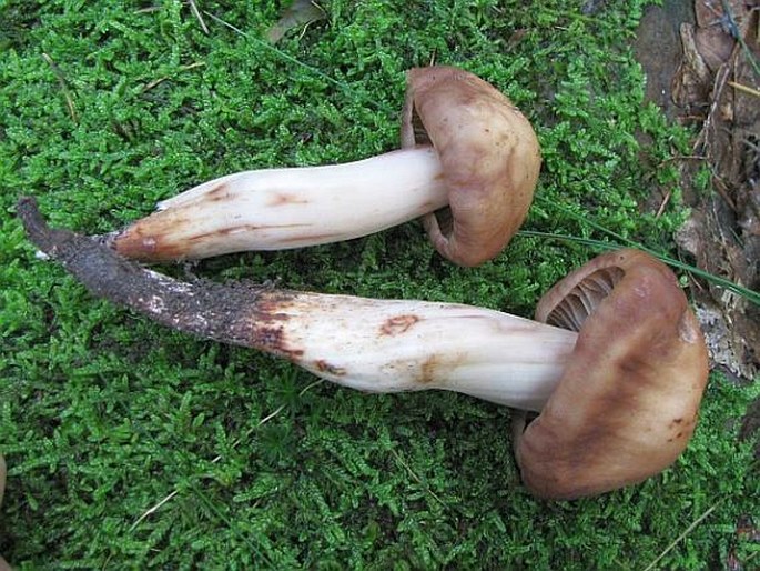 Gymnopus fusipes