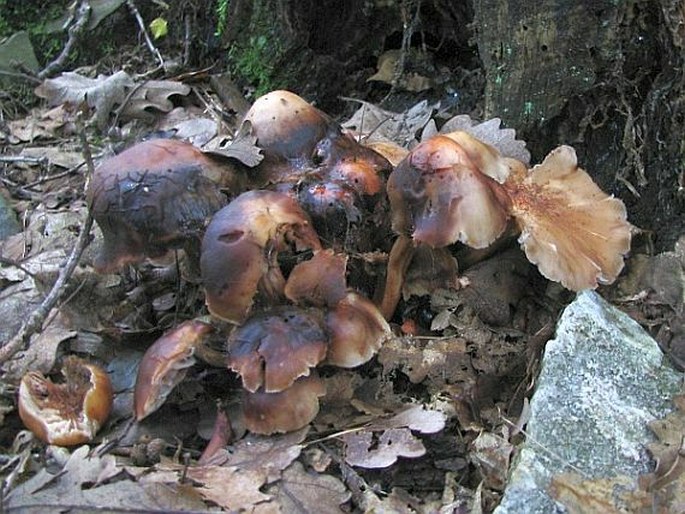 Gymnopus fusipes