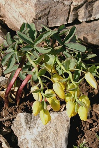 Gymnospermium altaicum subsp. peloponnesiacum